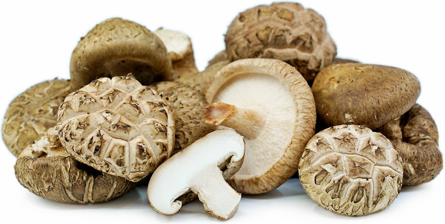 Shiitake