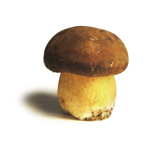 Boletus (manatarci)