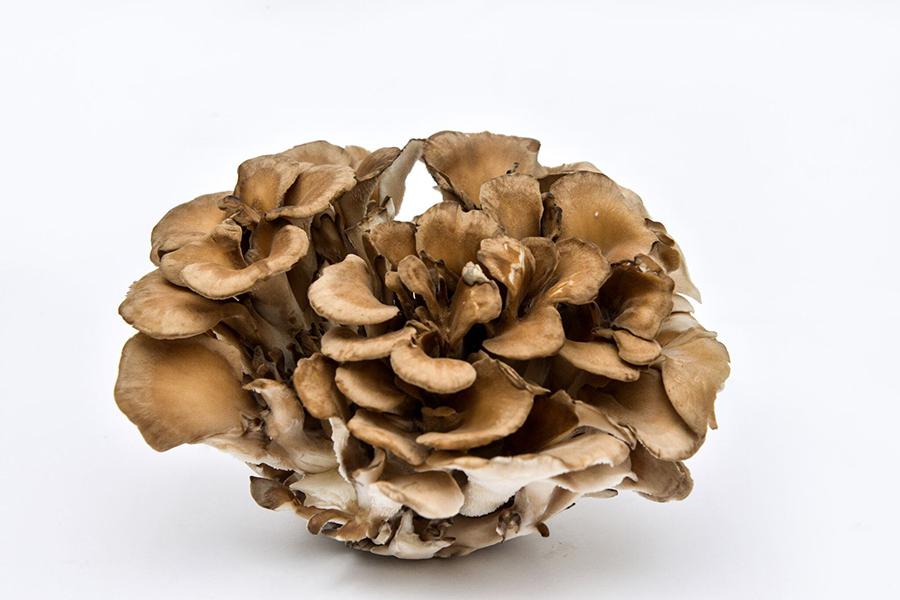 Maitake
