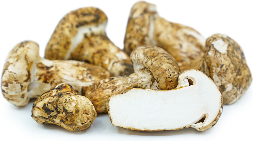 Matsutake