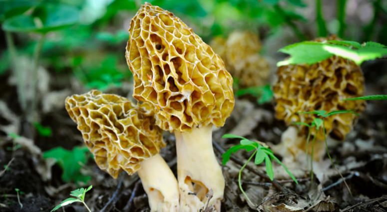 Morchella (zbarciog)