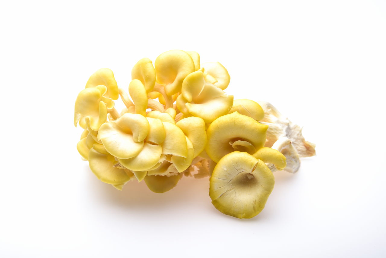 Pleurotus