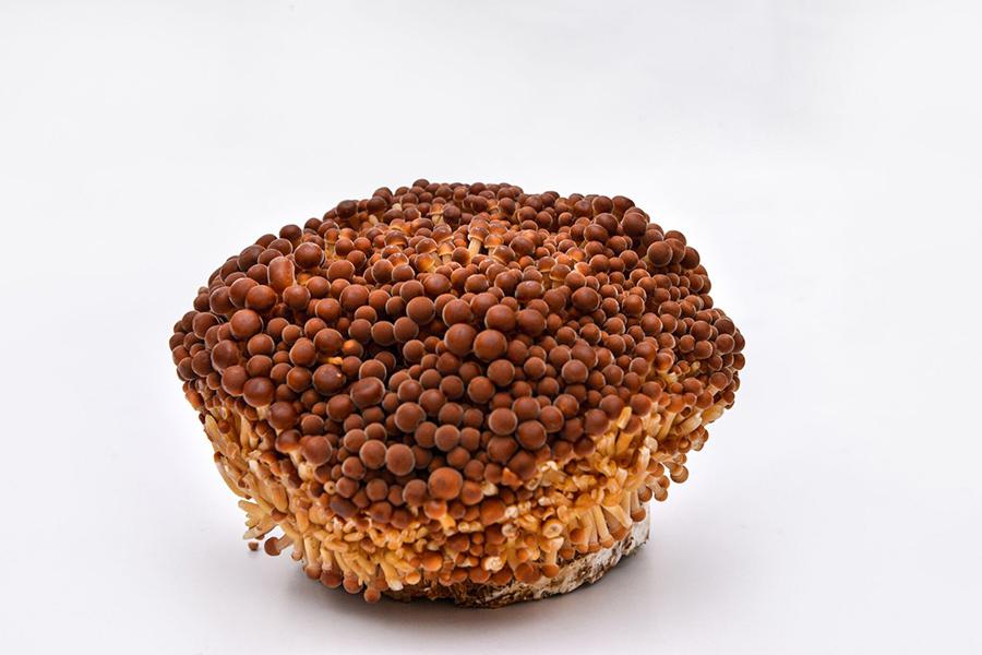 Golden Enoki