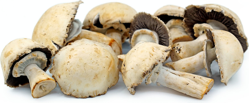 Horse mushrooms