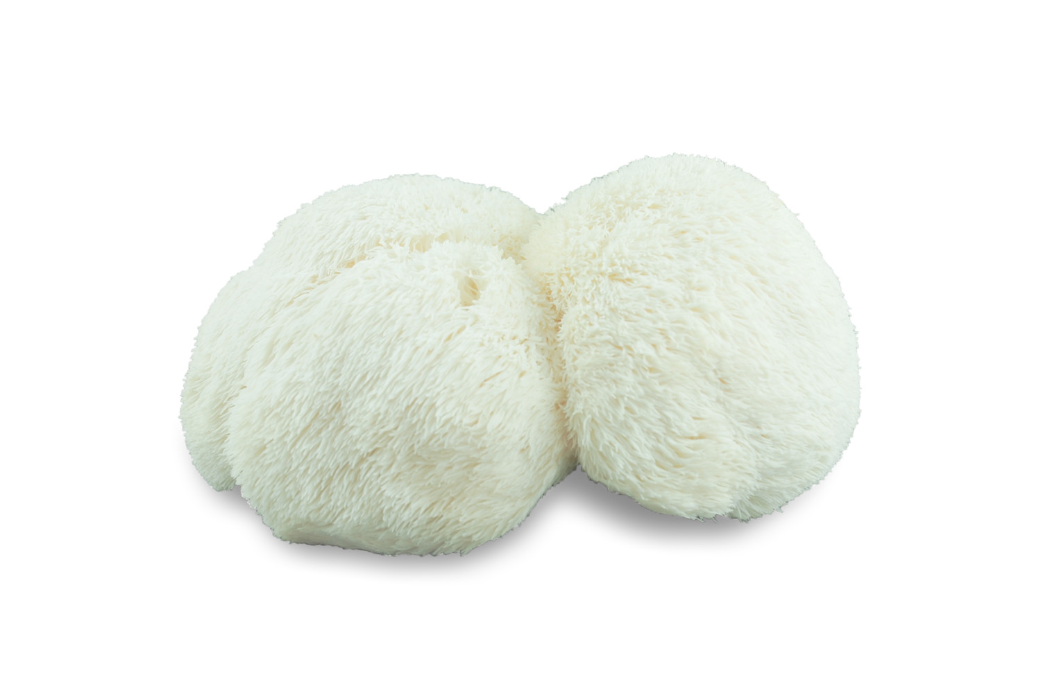 Pom-Pom, Lion’s mane